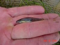 : Eucyclogobius newberryi; Tidewater Goby