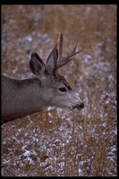 : Odocoileus hemionus; Mule Deer