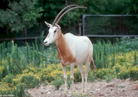 : Oryx dammah; Scimitar-horned Oryx