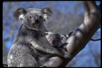 : Phascolarctos cinereus; Koala