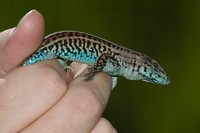 : Ameiva quadralineata