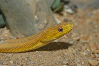: Elaphe obsoleta quadrivittata; Yellow Rat Snake