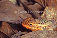 : Sceloporus variabilis