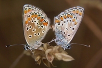 : Polyommatus agestis