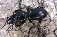 : Scarites subterraneus; Big-headed Ground Beetle