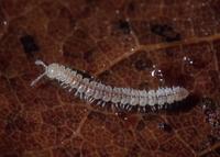 : Retrorsia leonardi; Millipede