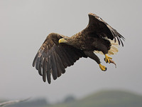 White-tailed Sea Eagle