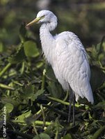 Intermediate Egret Mesophoyx intermedia intermedia