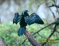 Photo of kormorán Phalacrocorax niger Little Cormorant