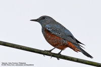 Blue Rock-Thrush (Immature) Scientific name - Monticola solitarius