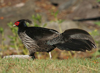 Kalij Pheasant