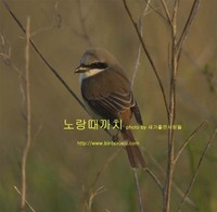 노랑때까치 Brown Shrike