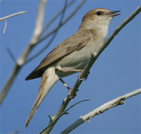 Common Nightingale