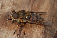 Hesteklæg (Tabanus sudeticus ) Foto/billede af