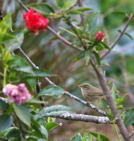 Yellow-streaked Warbler