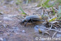 Carabus menetriesi