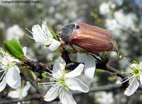 Melolontha melolontha - Common Cockchafer