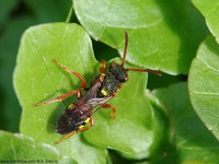 Nomada fucata