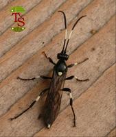Stenichneumon militarius