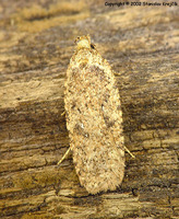 Agonopterix heracliana