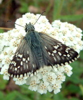 Pyrgus carthami - Safflower Skipper