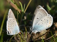 Polyommatus amandus - Amandas Blue