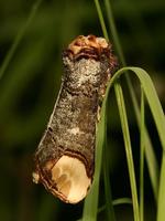 Phalera bucephala - Buff-tip