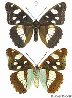 Limenitis reducta - Southern White Admiral