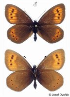 Erebia epiphron - Small Mountain Ringlet