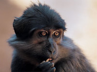 Sooty mangabey (Cercocebus atys)