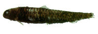 Image of Melanolagus bericoides, Deep-sea Smelt, Kleinmaul, Dökkskjár, Nettai soko iwashi