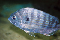 Archosargus rhomboidalis, Western Atlantic seabream: fisheries