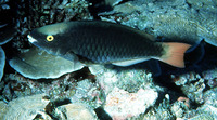 Scarus tricolor, Tricolour parrotfish: fisheries, aquarium