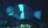 Scarus obishime, :