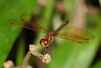 Perithemis domitia