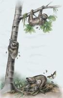 Image of: Bradypodidae (three-toed sloths)