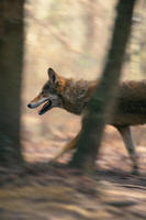 Image of: Canis rufus (red wolf)