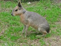 Image of: Dolichotis salinicola (Chacoan mara)