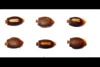 Lonchodes amaurops