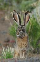 Image of: Lepus californicus (black-tailed jackrabbit)