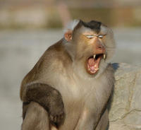 Image of: Macaca nemestrina (pigtail macaque)