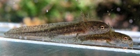 Triturus alpestris - Alpine Newt