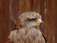 Milvus migrans - Black Kite