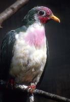 Ptilinopus jambu - Jambu Fruit-Dove