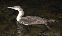 Gavia arctica arctica