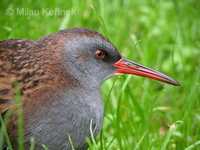 Rallus aquaticus aquaticus