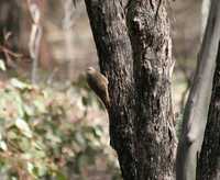 Climacteris picumnus - Brown Treecreeper