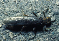 Image of: Nemouridae (spring stoneflies)