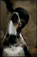 Spheniscus humboldti - Peruvian Penguin