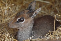 Madoqua kirkii - Kirk's Dik-dik